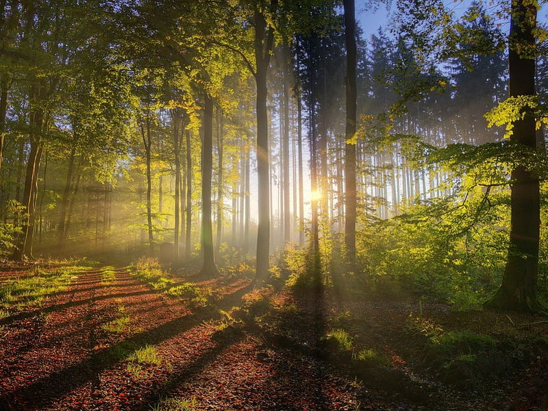 Mystery Foresty Walk