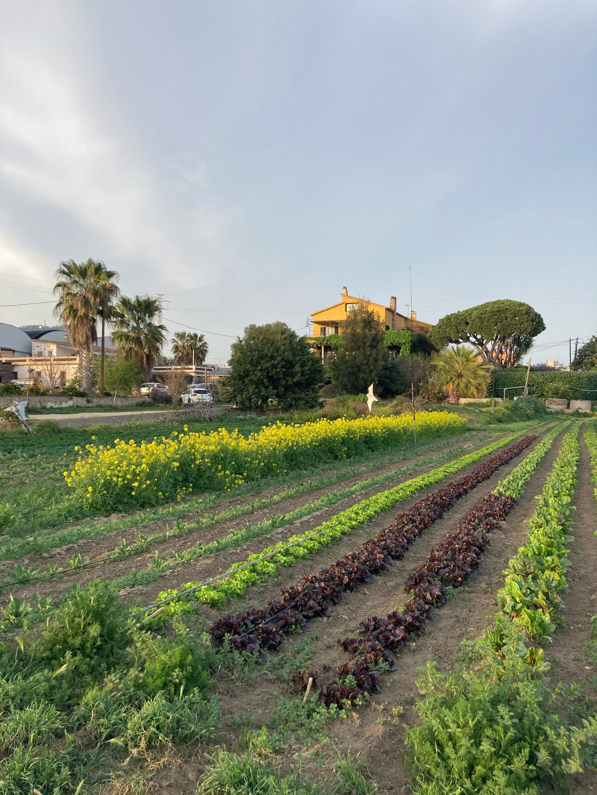 From Huerto to Plato: 🥬🍷🍽️Smozar de Pagès 🍅🏡