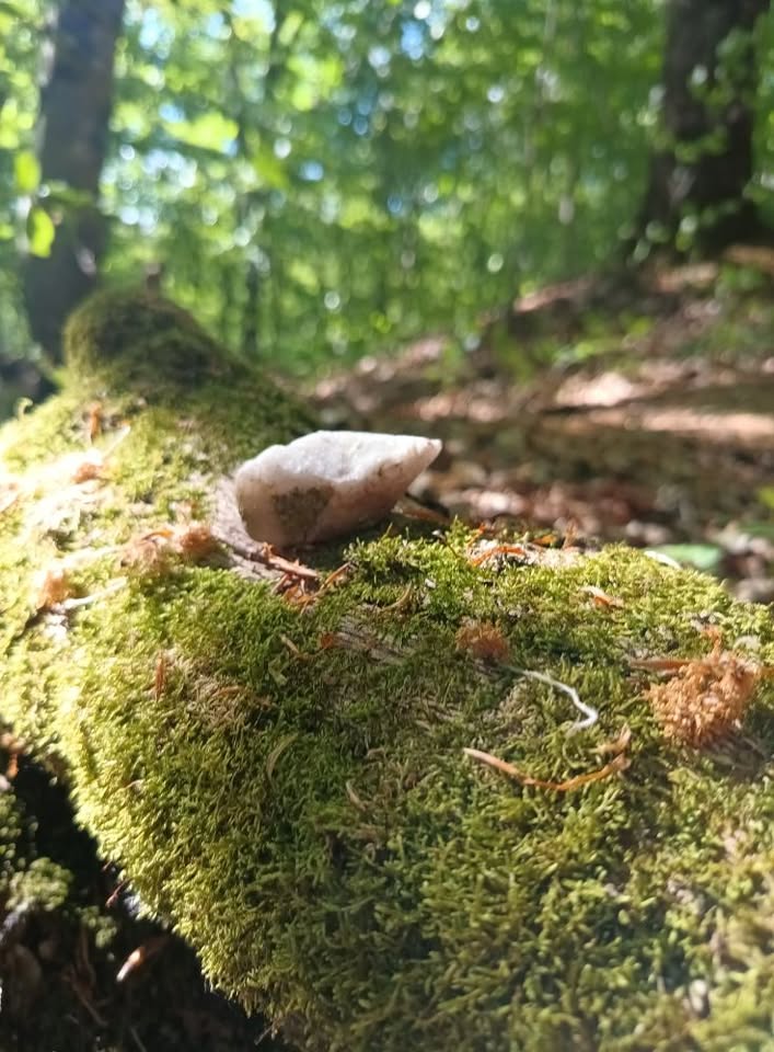 V súlade so sebou a prírodou (Letná Lesná myseľ)