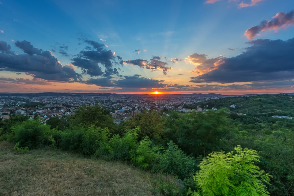 Poznej brněnskou džungli! City Nature Challenge 2025 je tady.