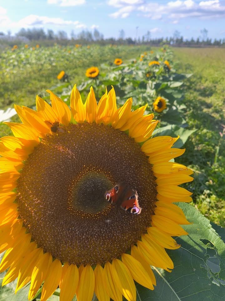 Voorbereiding - Zonnebloemprotest 2025
