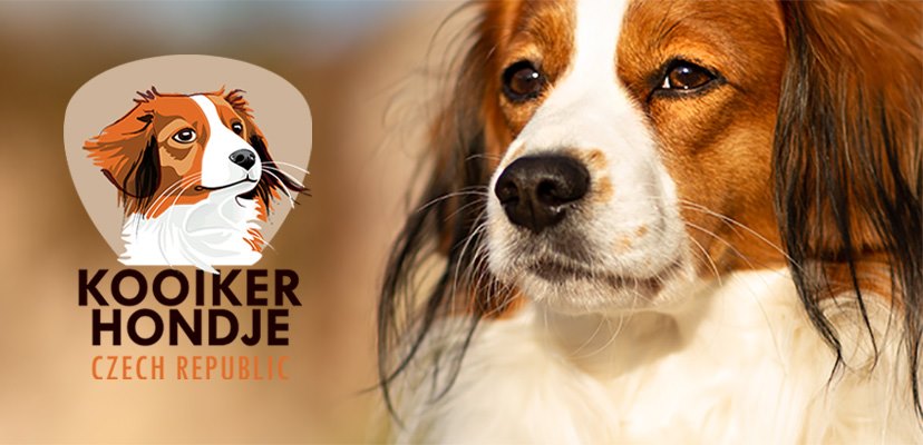 kooikerhondje procházka po Evropské výstavě v Brně