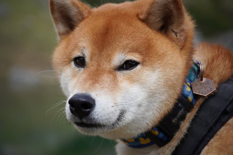 336. Dog Hájking Kutyás Túra (Szlovákia, Blatnica vára)