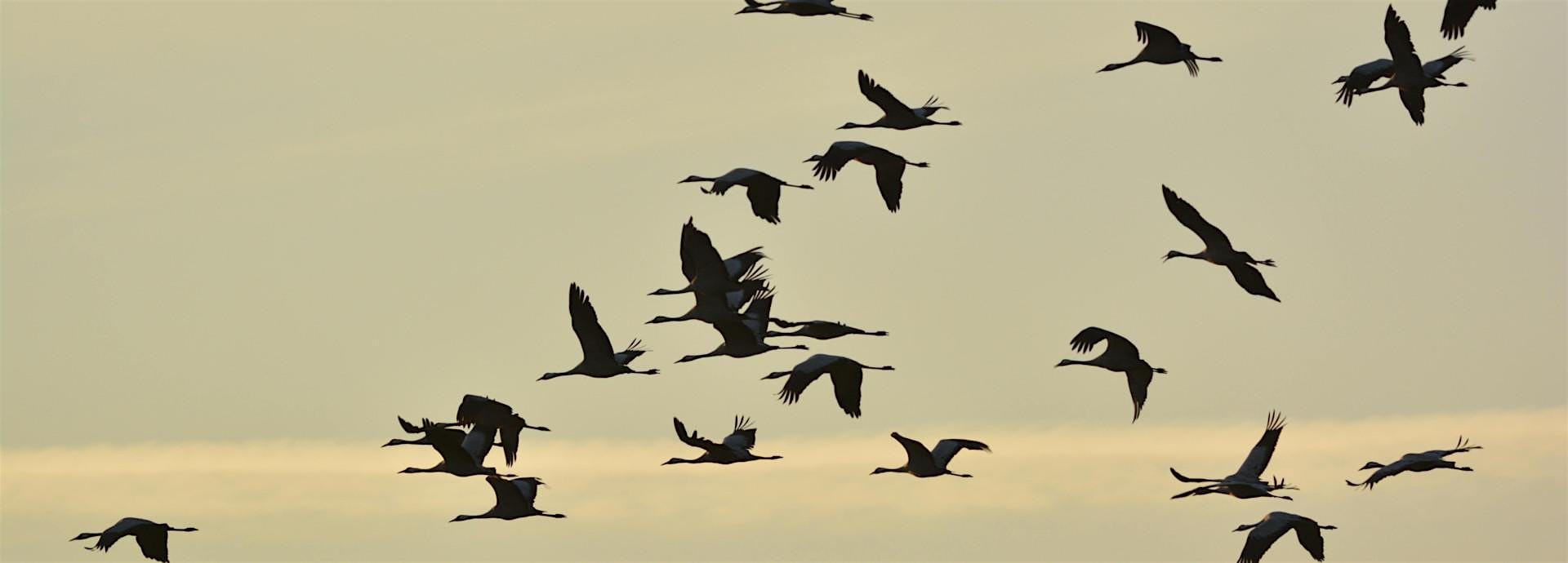 When We Sing, We Sync: Interpersonal Synchrony in Polyphonic Encounters
