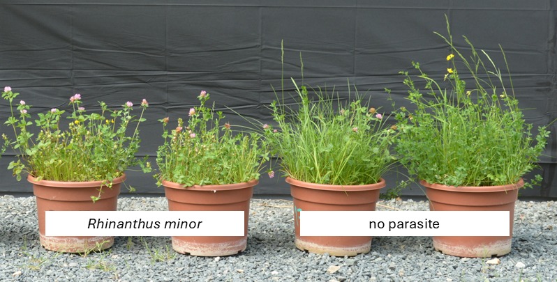 The ecology of parasitic plants, nitrogen-fixers and their interaction