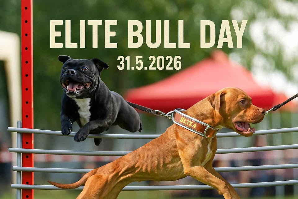 Elite Bull Day 2026 🤍
