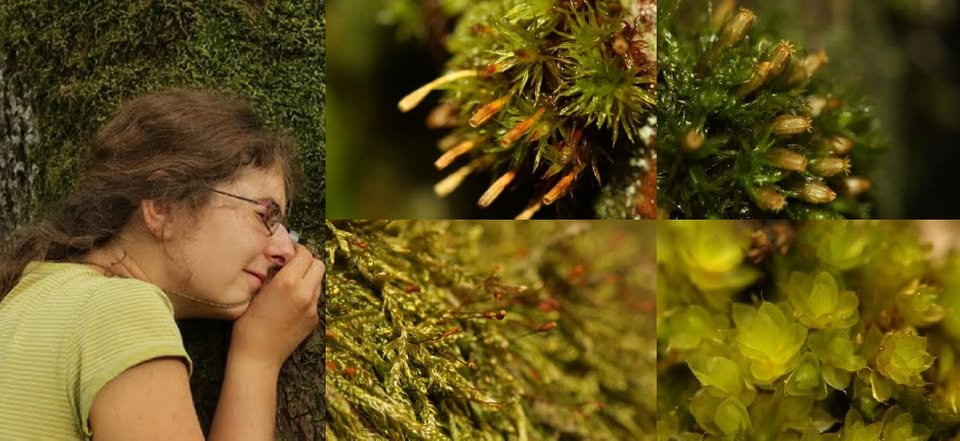 Impact of Air Pollution on Species Composition of Epiphytic Bryophyte Communities