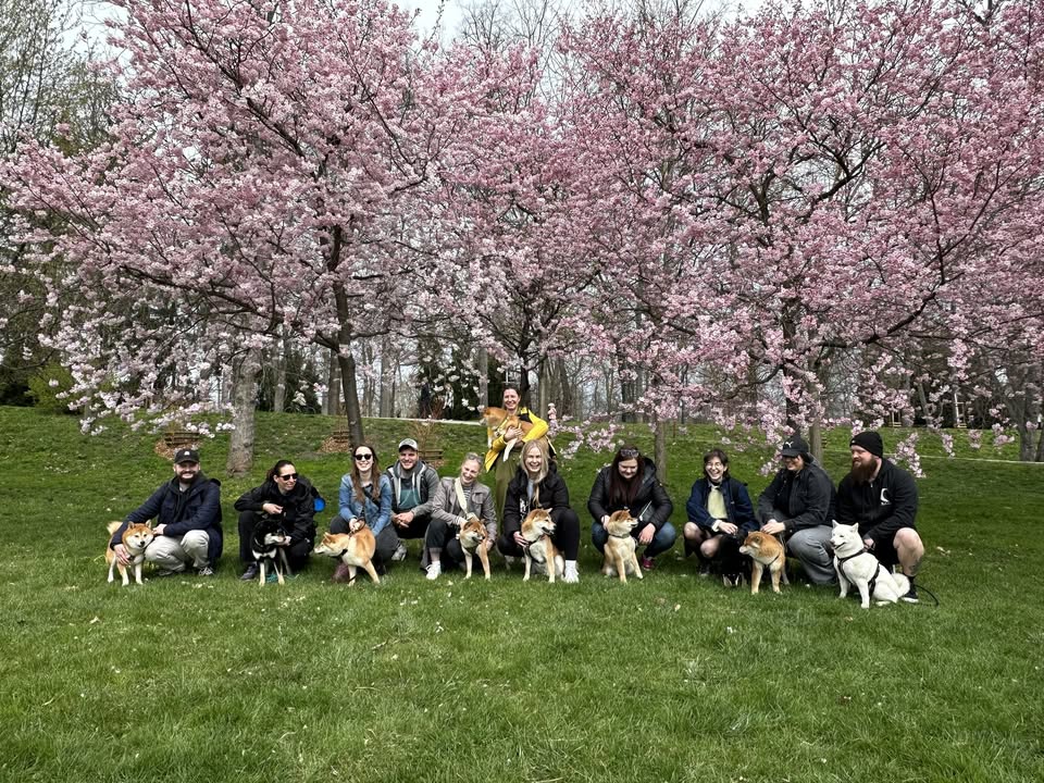 Shiba venčení 🐕 Praha - Stromovka