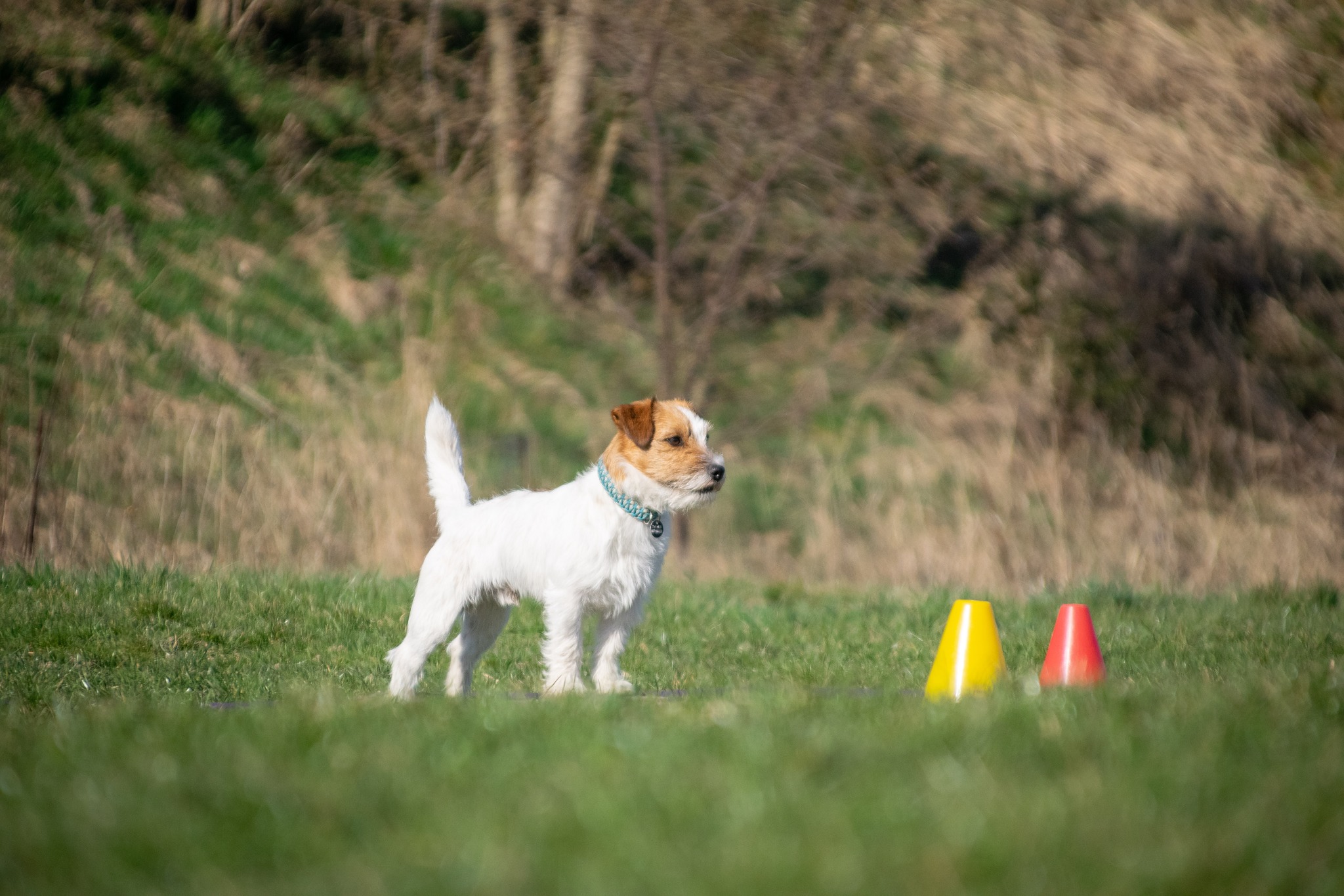 Jarní obedience zkoušky