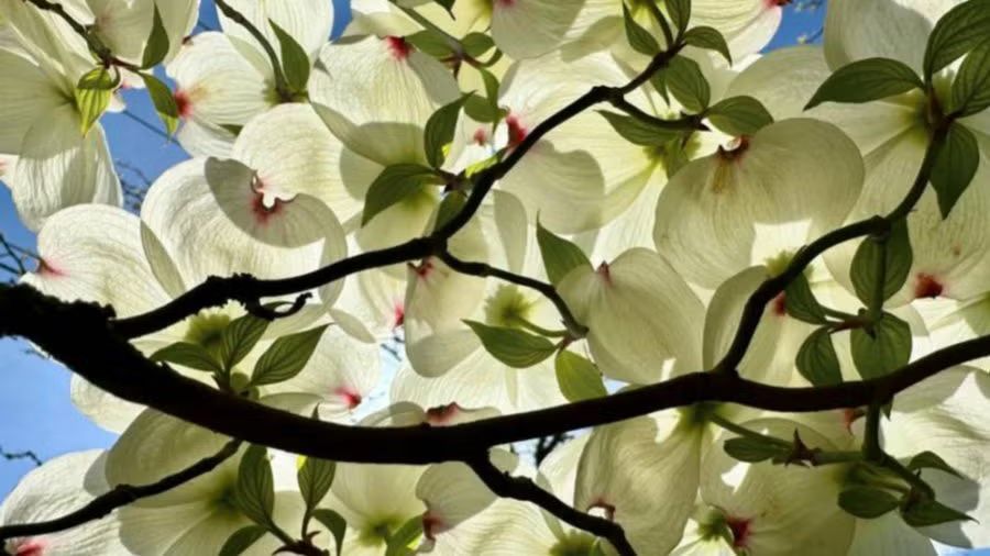 The Dogwood City