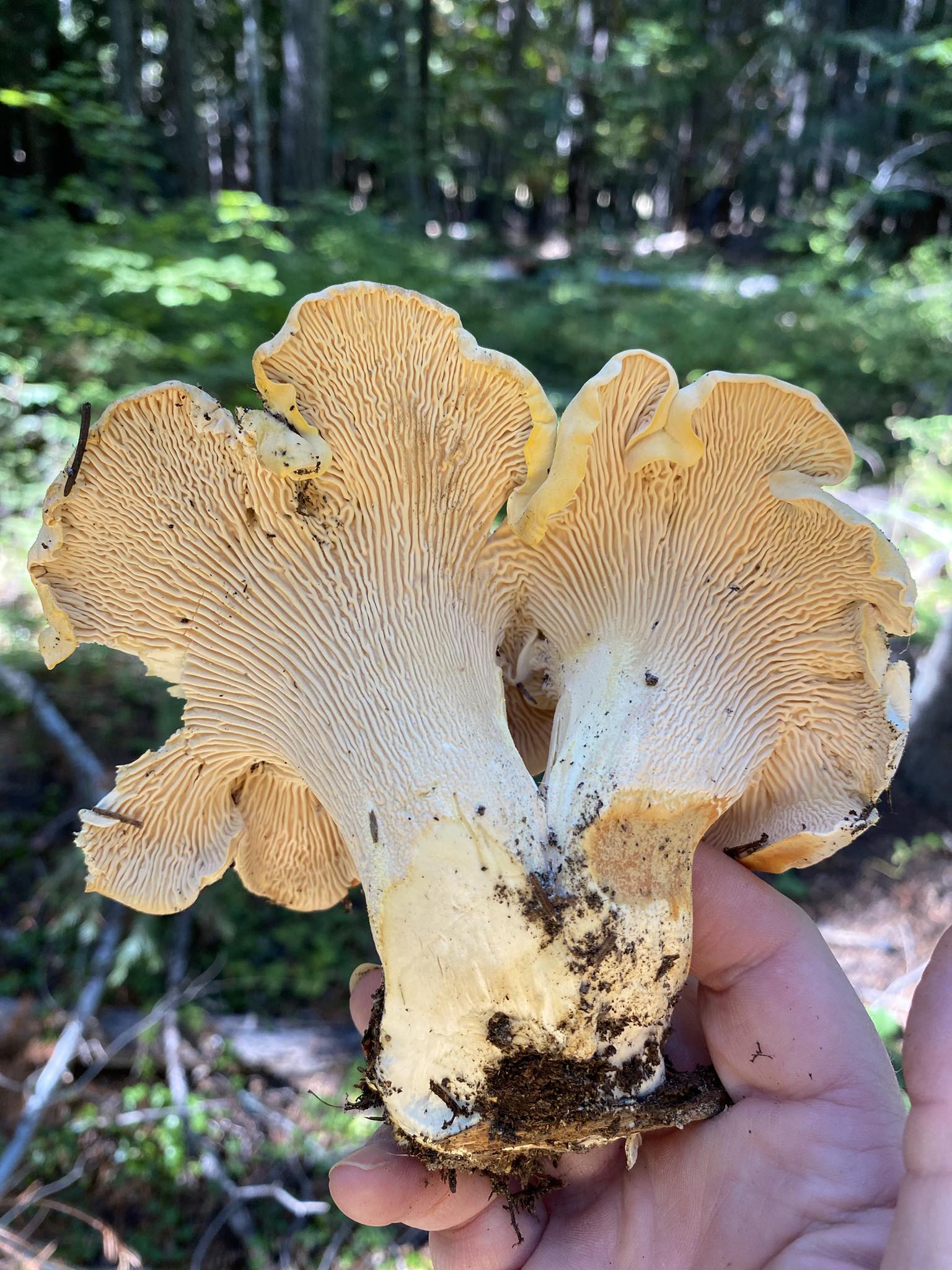 OMS Fall Mushroom Show