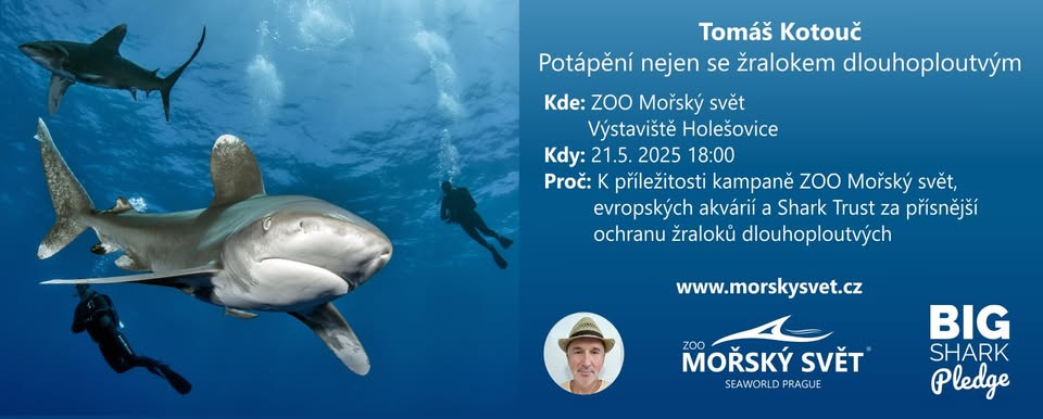 Potápění nejen se žralokem dlouhoploutvým