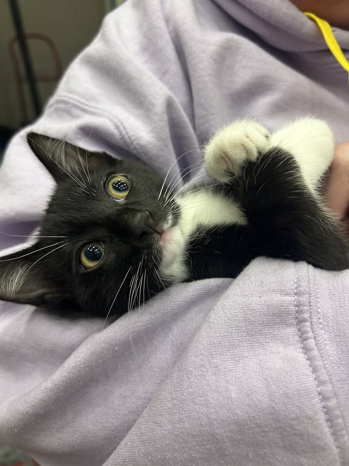Kittens, Puppies + Beer