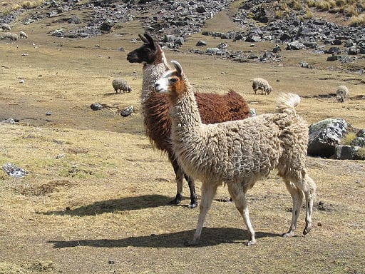 Lama centrum a blízké okolí