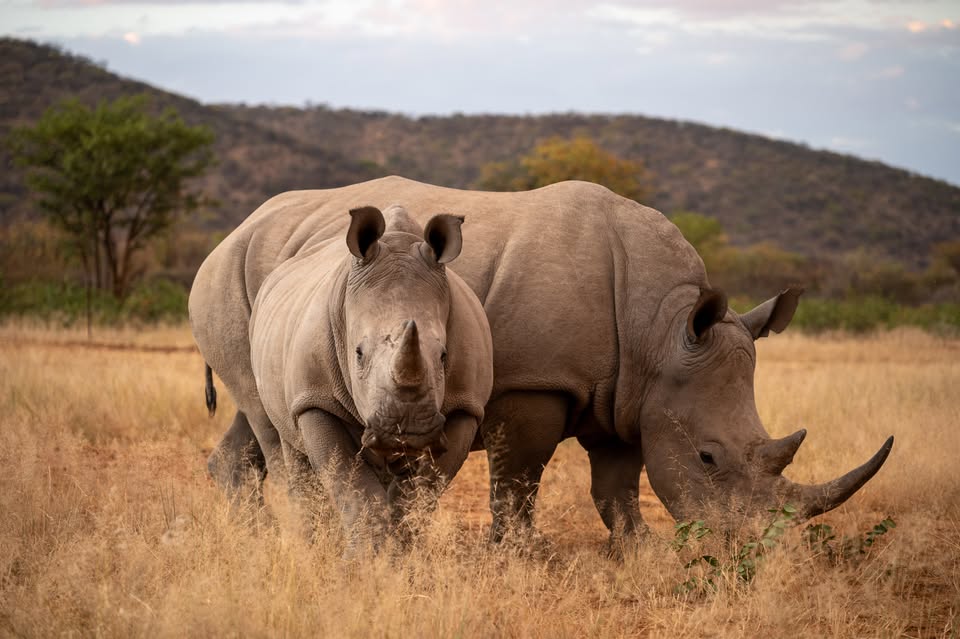 NAMIBIE - safari mezi dunami a hvězdami - Václav Bacovský