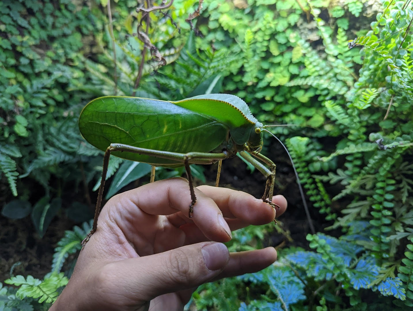 Workshop: Mimikry článkonožcov 🦗