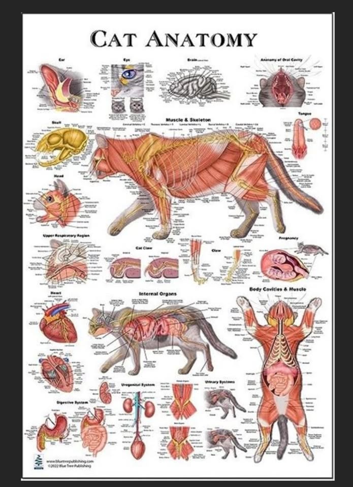 Cats anatomy lecture