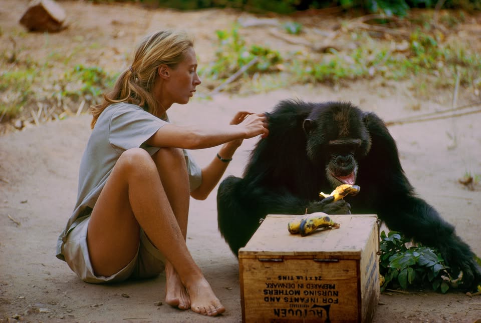 Special: Documentary "JANE" by Brett Morgen
