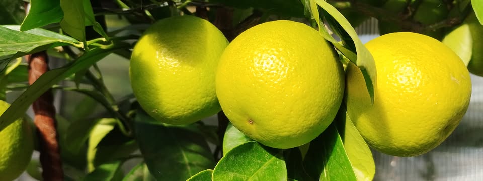 An exhibition of citrus and other subtropical and tropical plants