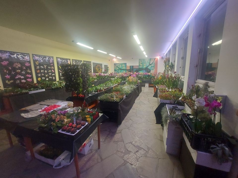 Fauna Hobby Brno prodej orchideje, masožravé a džungle  rostliny TERRA KORUNA