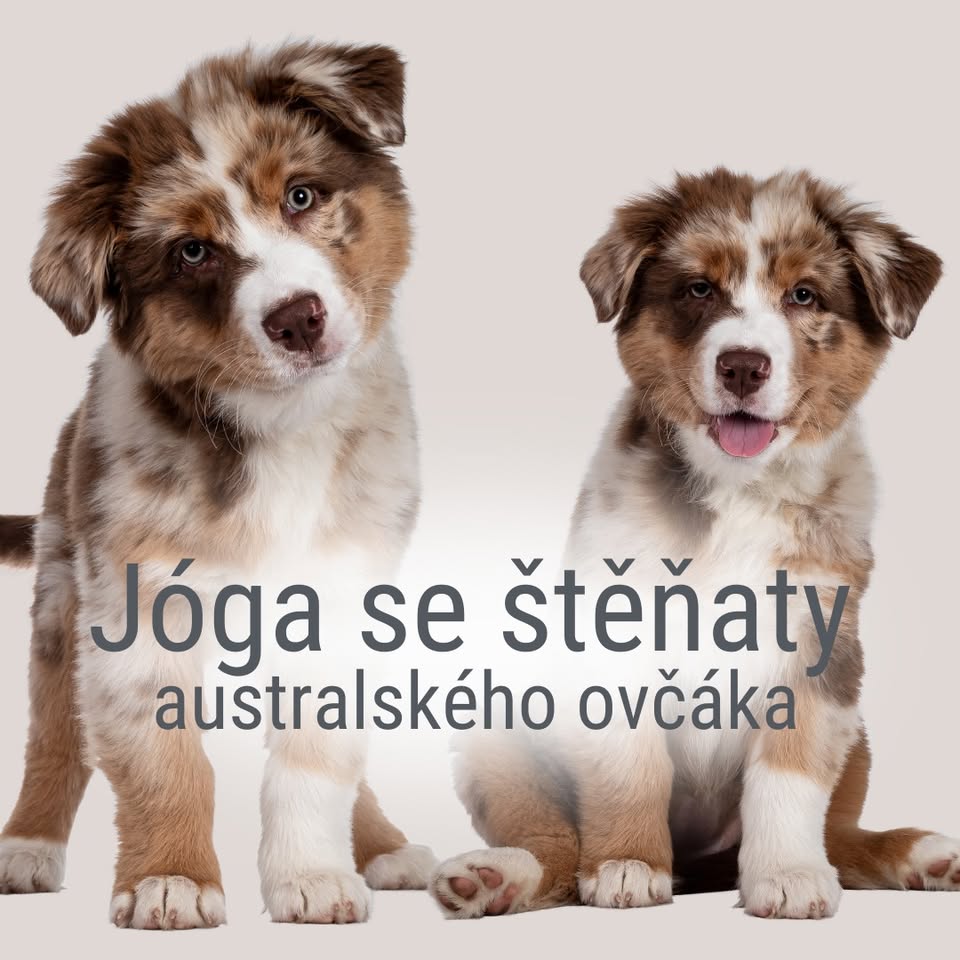 Jóga se štěňátky australského ovčáka