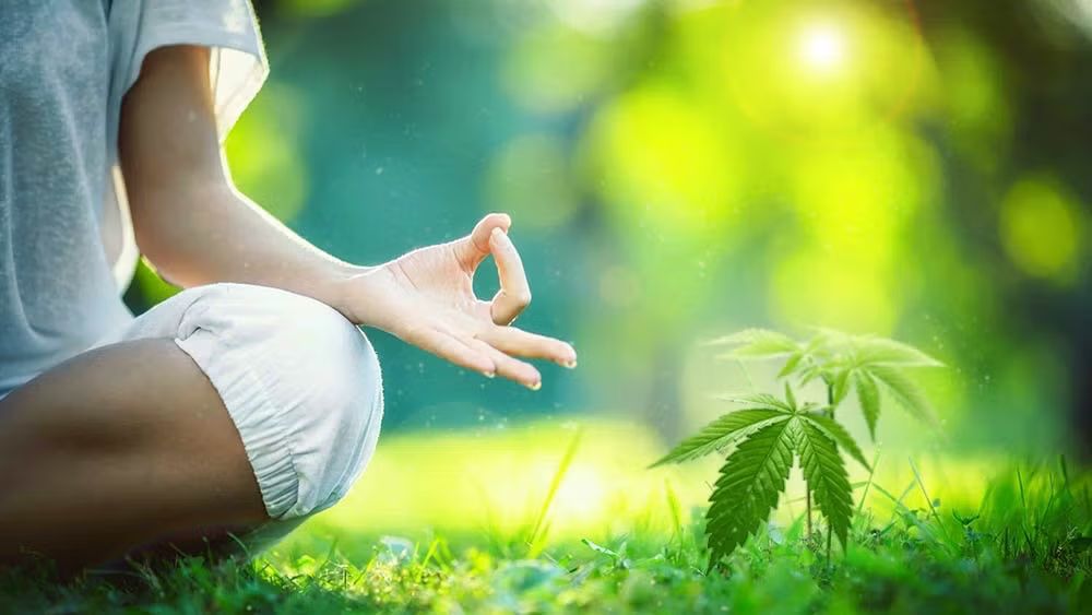 Herbal Medicine: Cannabis Yoga
