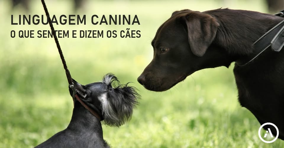 Linguagem Canina: O que sentem e dizem os cães