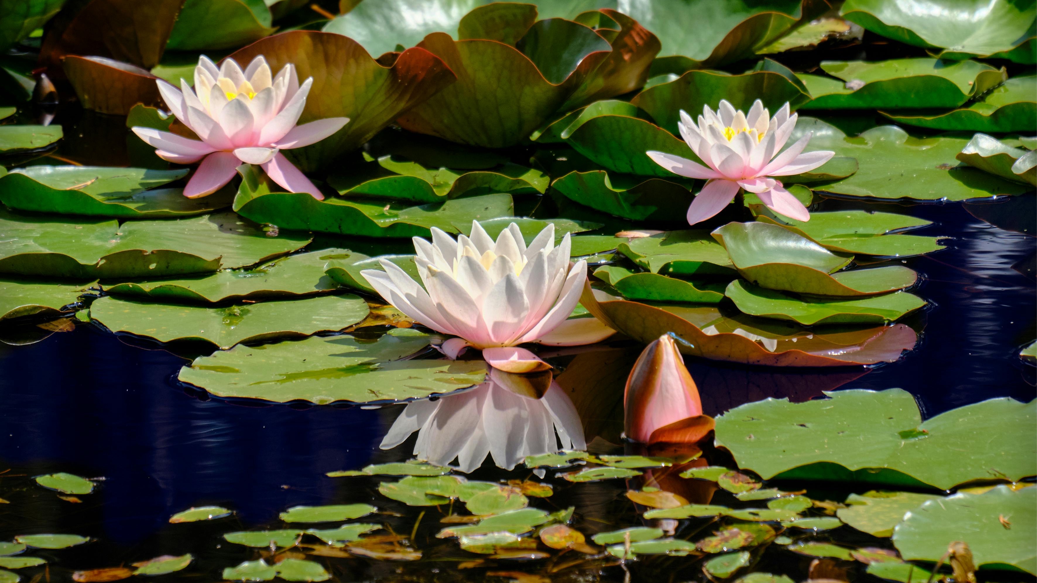 Mindfulness Meditation Session by Lisbon Meditation Club