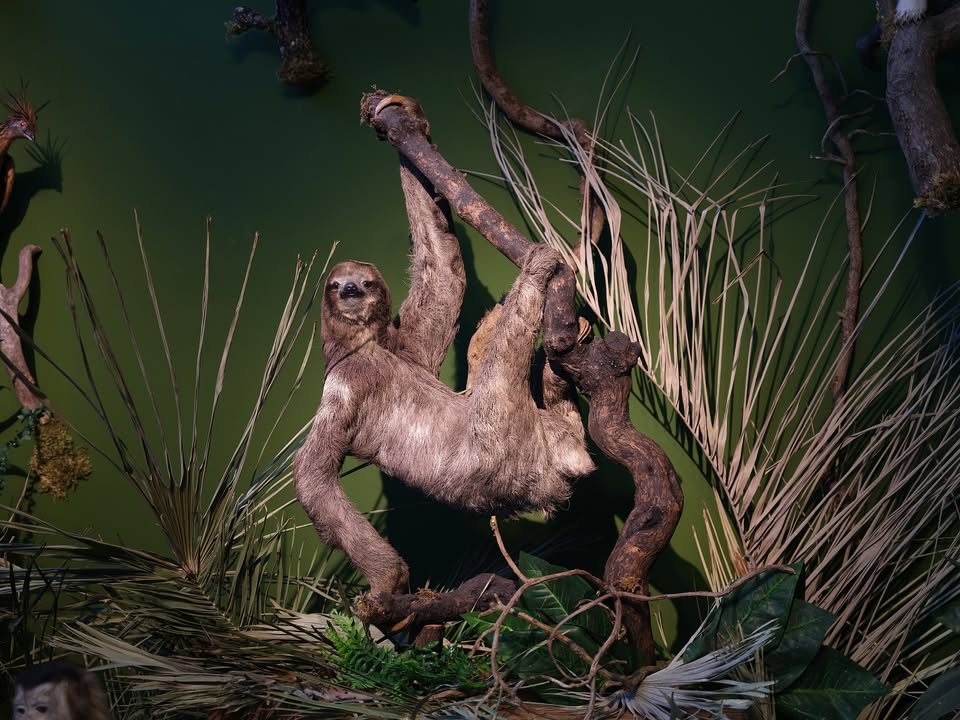 Tisíc tváří Amazonie v českém znakovém jazyce
