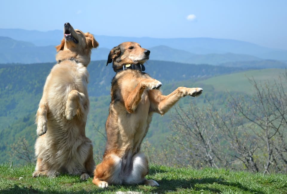 344. Dog Hájking Kutyás Túra (Szlovákia, Kecskehát)