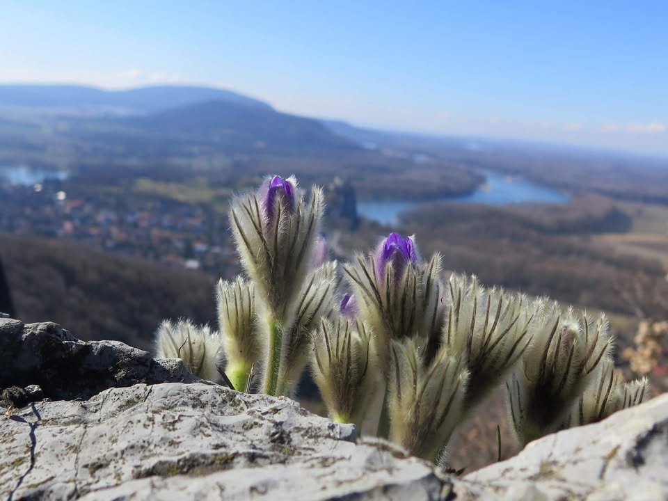Vlastivedná túra 8.: Tajomné Devínske Karpaty