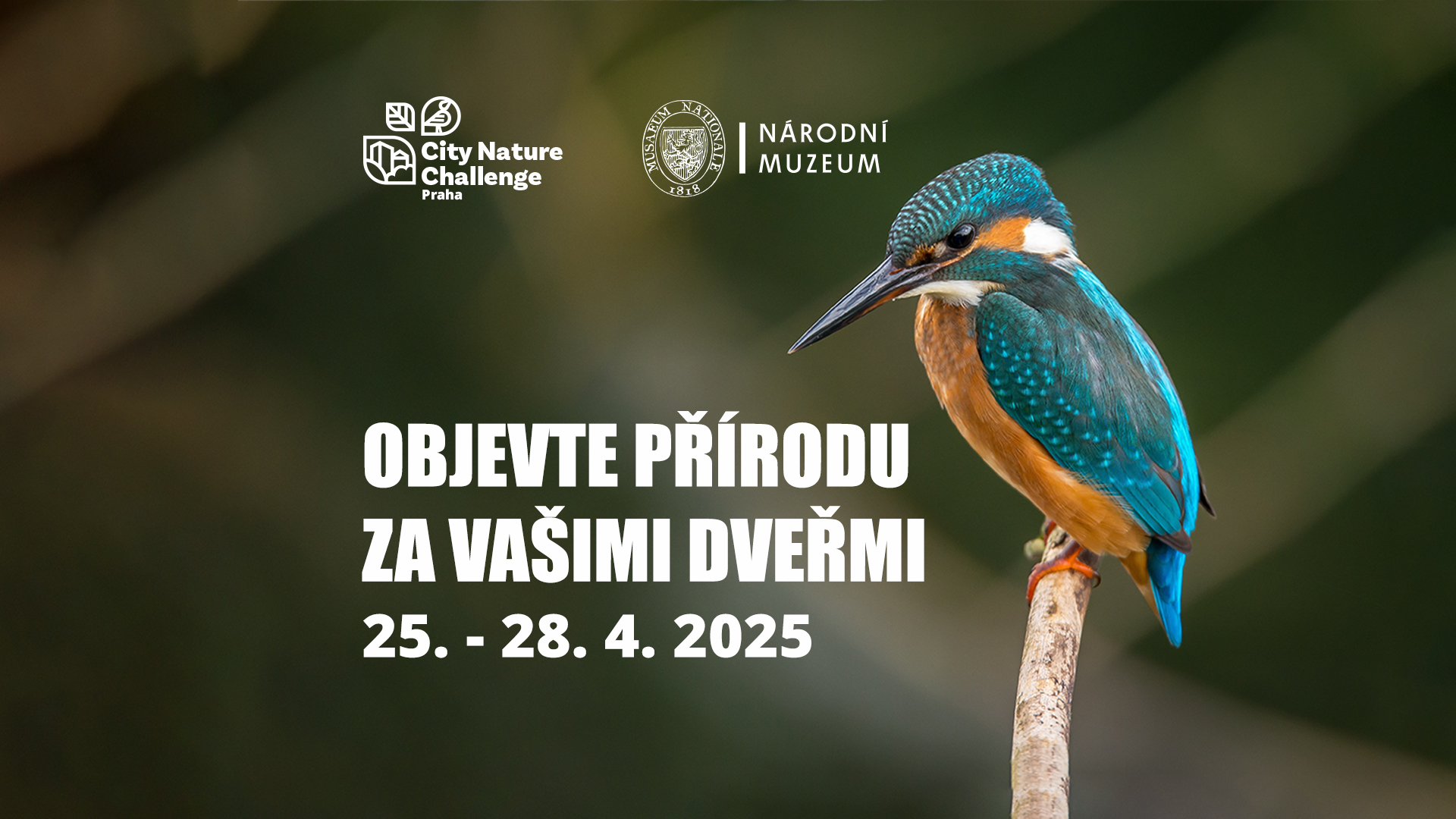 City Nature Challenge 2025: Praha
