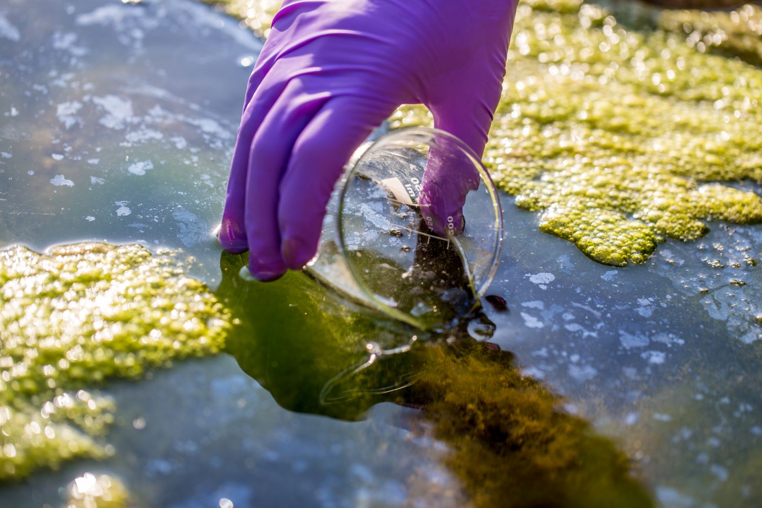 Science Pub: Why Is My River Green?