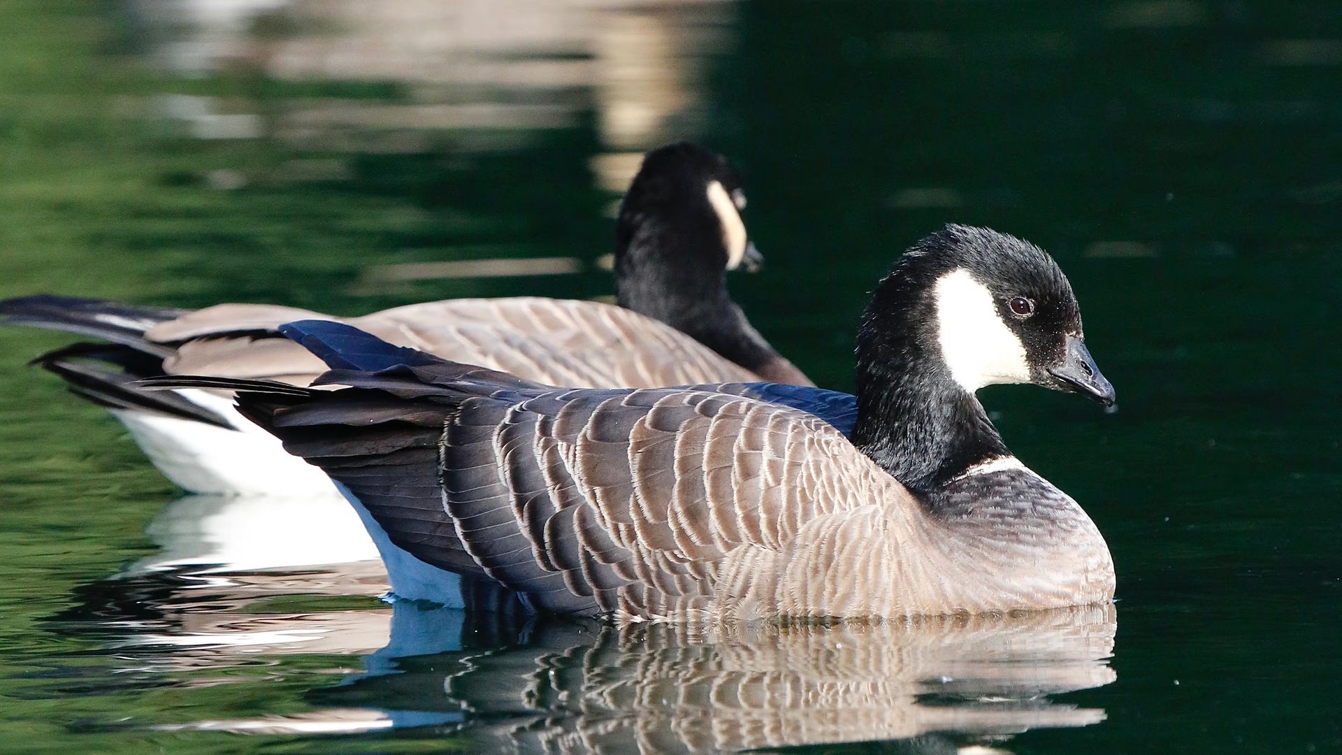 Birding Force Lake—A North Portland Hotspot