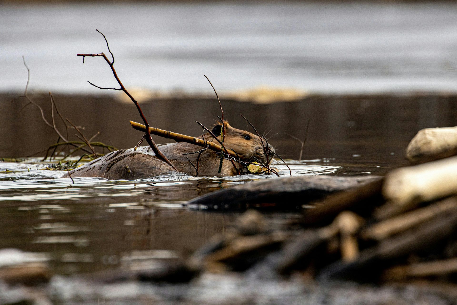 Partnering with Beaver in River Restoration