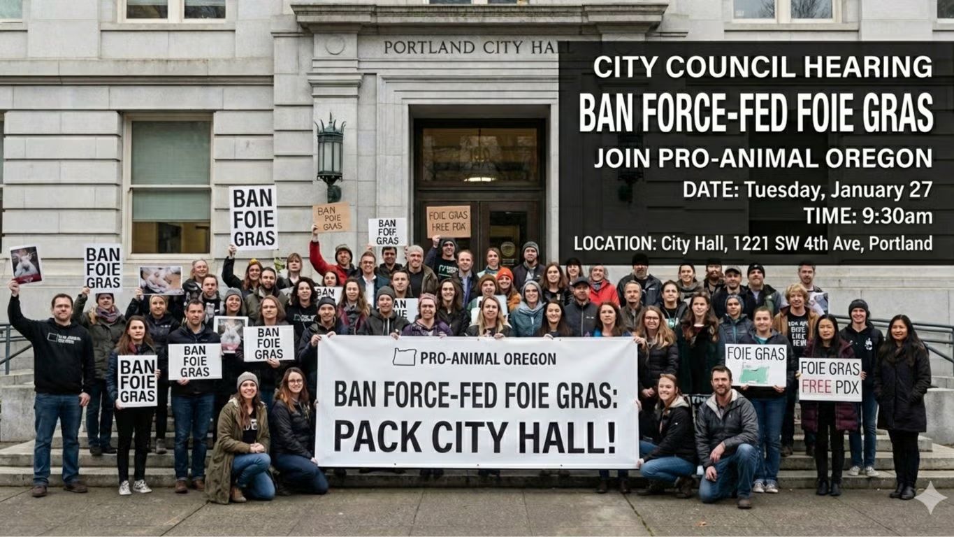 Foie Gras City Council Hearing