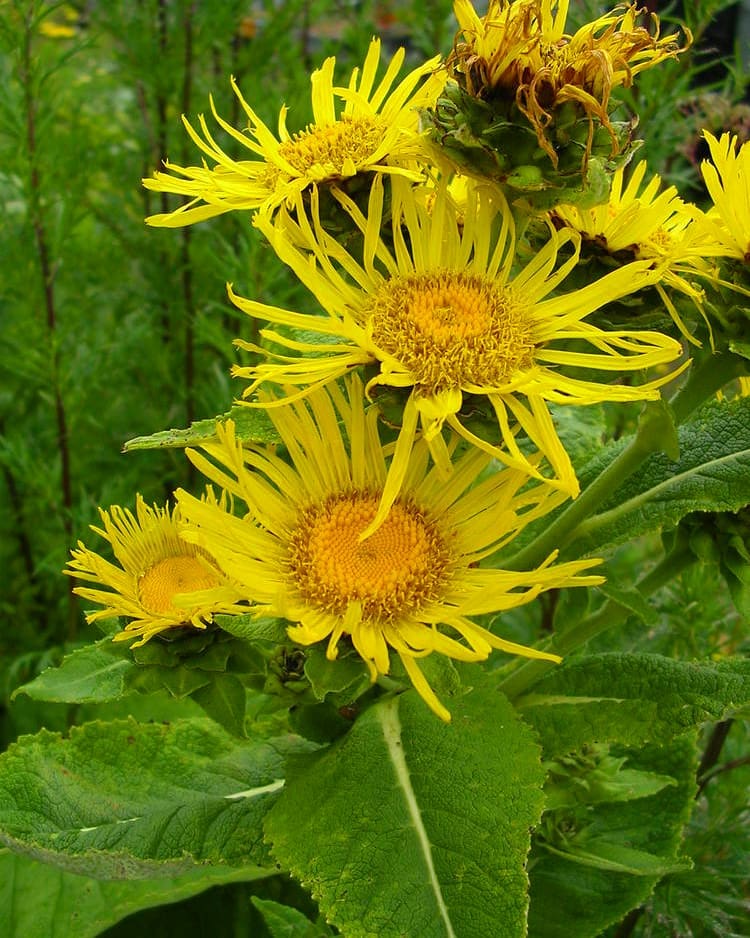 Medicinal Garden Consultation