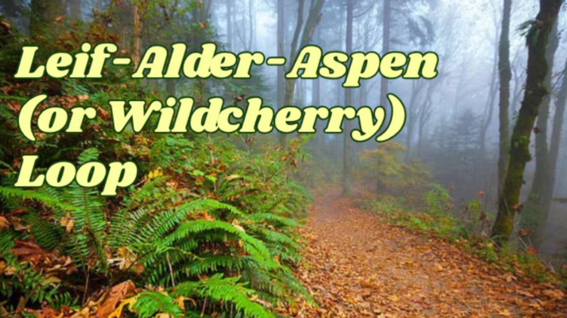 Leif-Alder-Aspen (or Wild Cherry) Loop +Coffee!