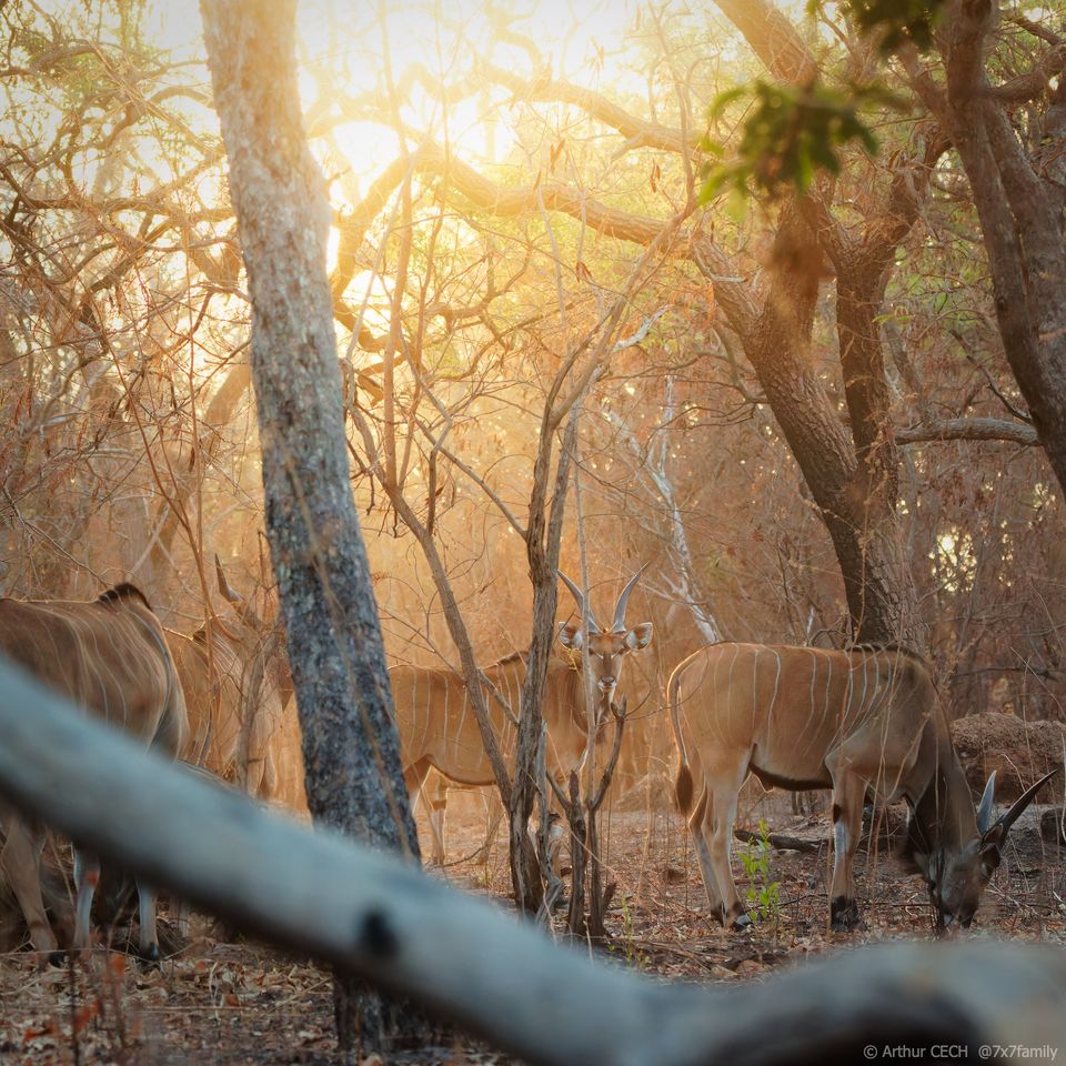 Výstava Klenoty západoafrické savany | The Beauty of West African Savanna Exhibition