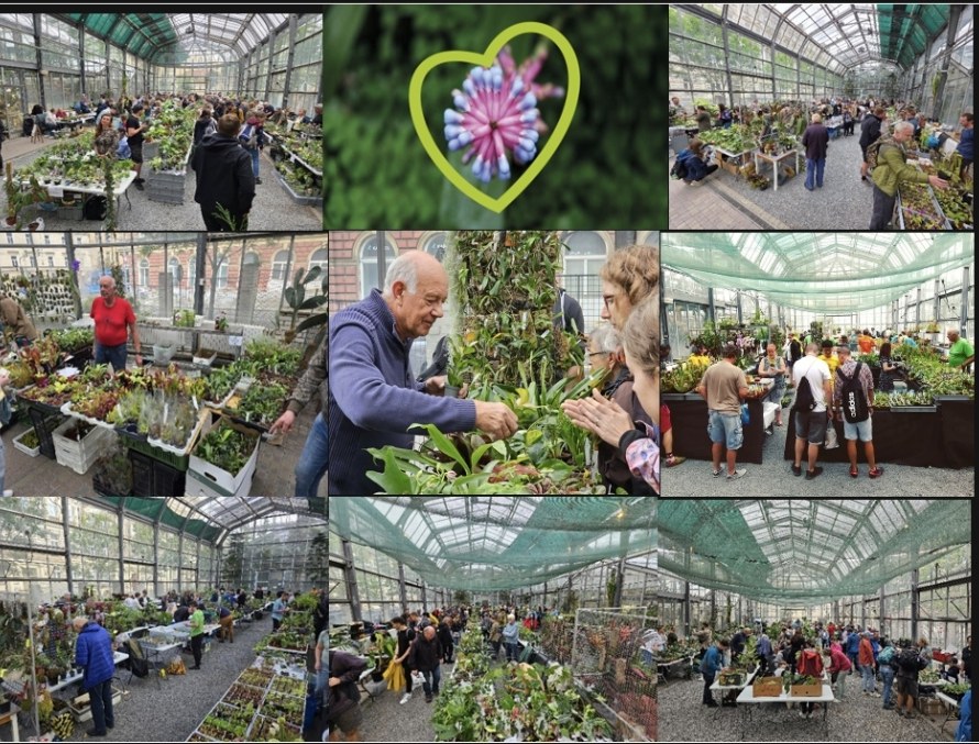 BOTANICKÁ BURZA (organizuje Botanická zahrada Přírodovědecké Fakulty UK)