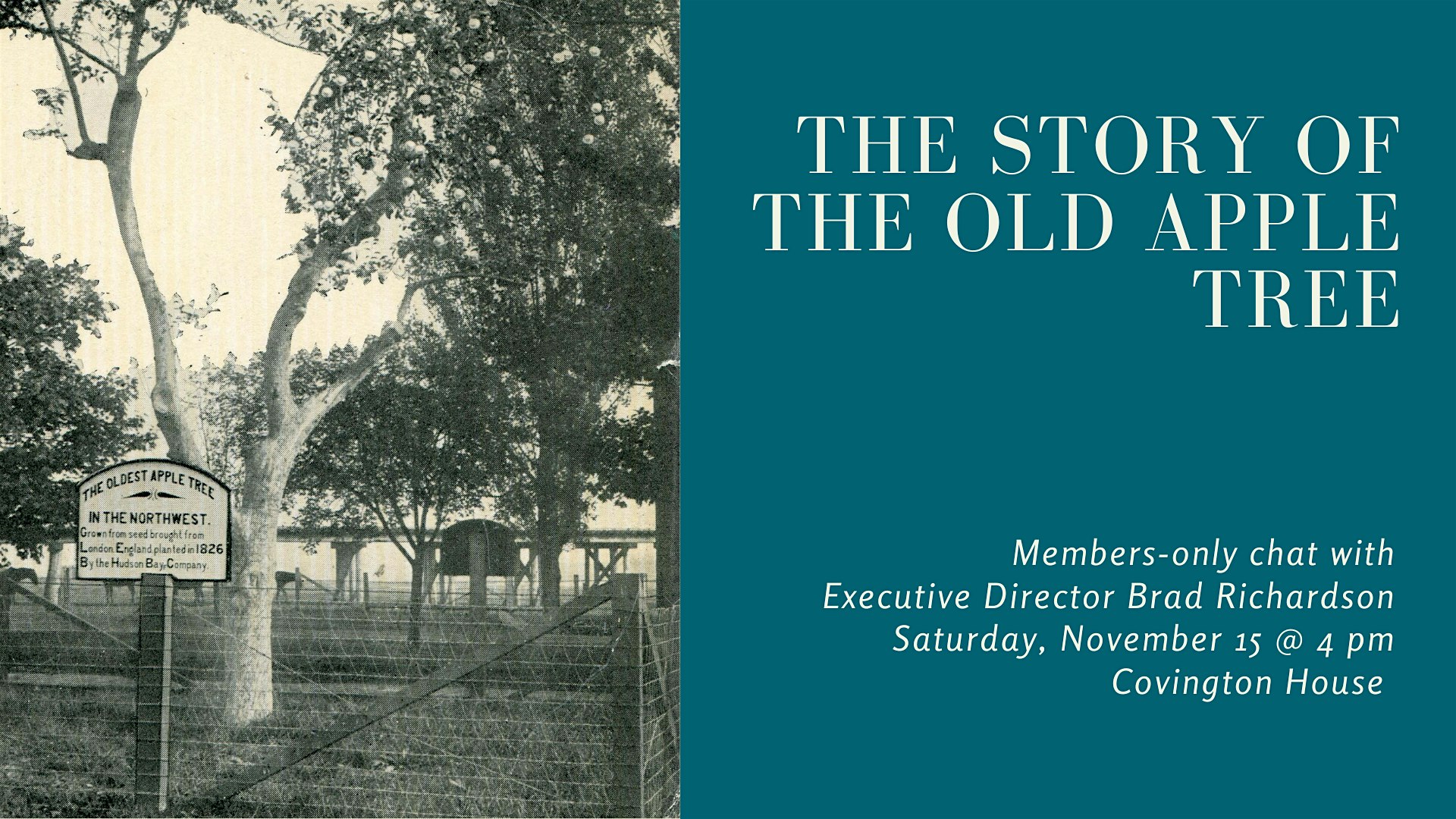 MEMBERS TALK - The Story of the Old Apple Tree