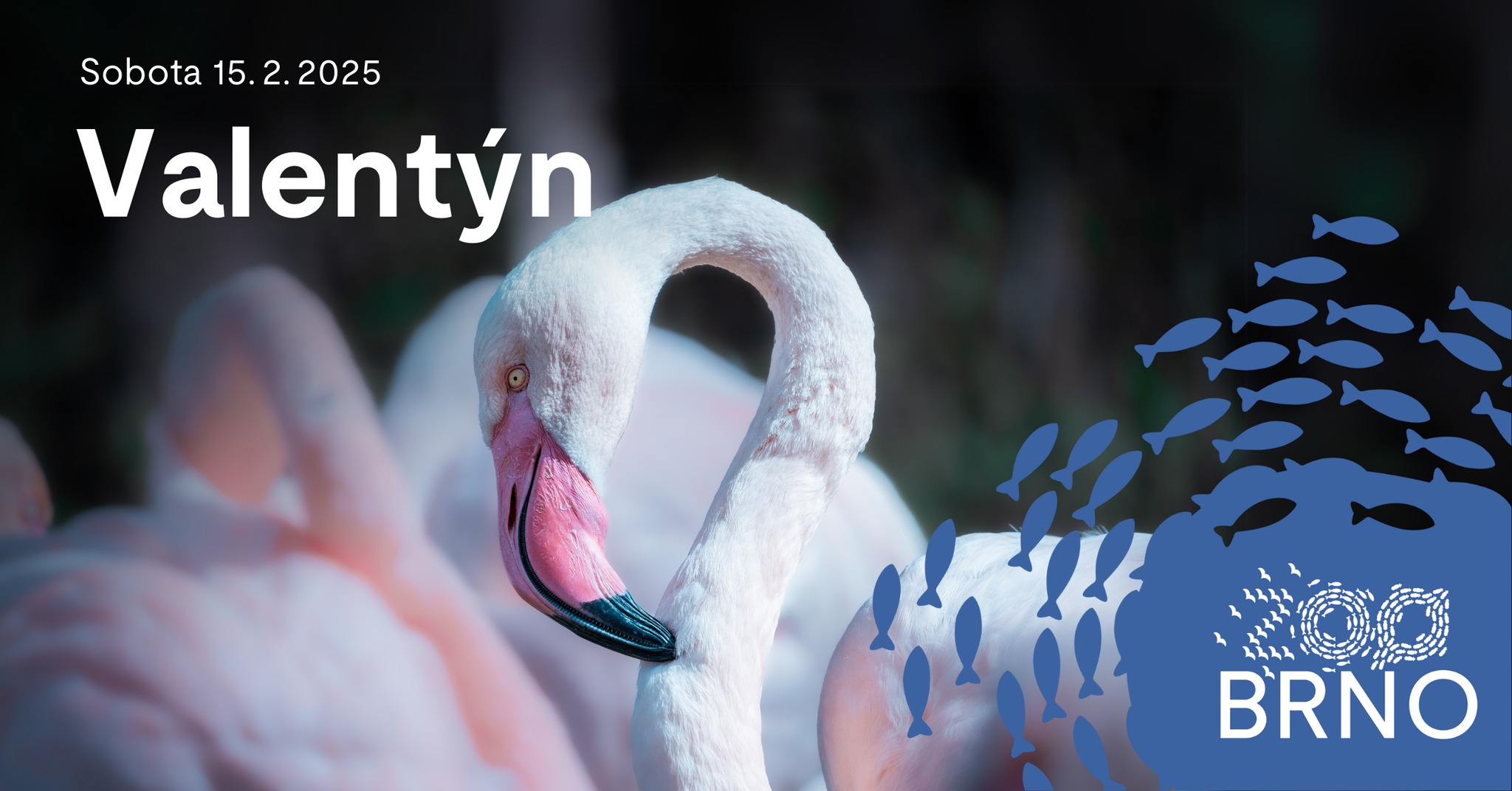Valentýn v zoo