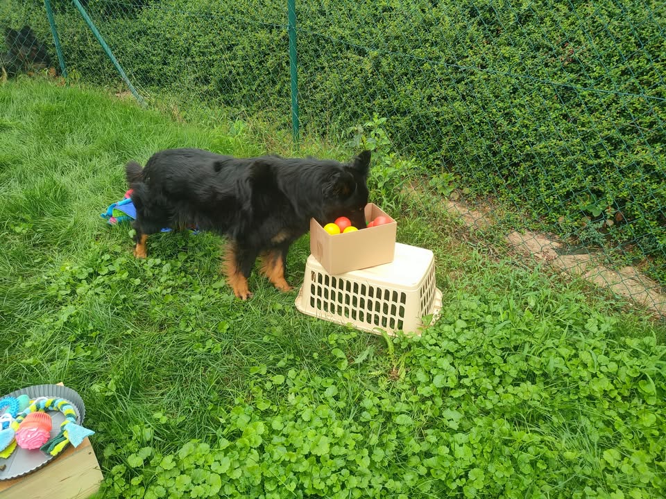 Games for dogs
