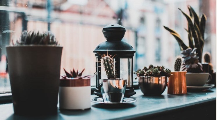 Plant & Pot