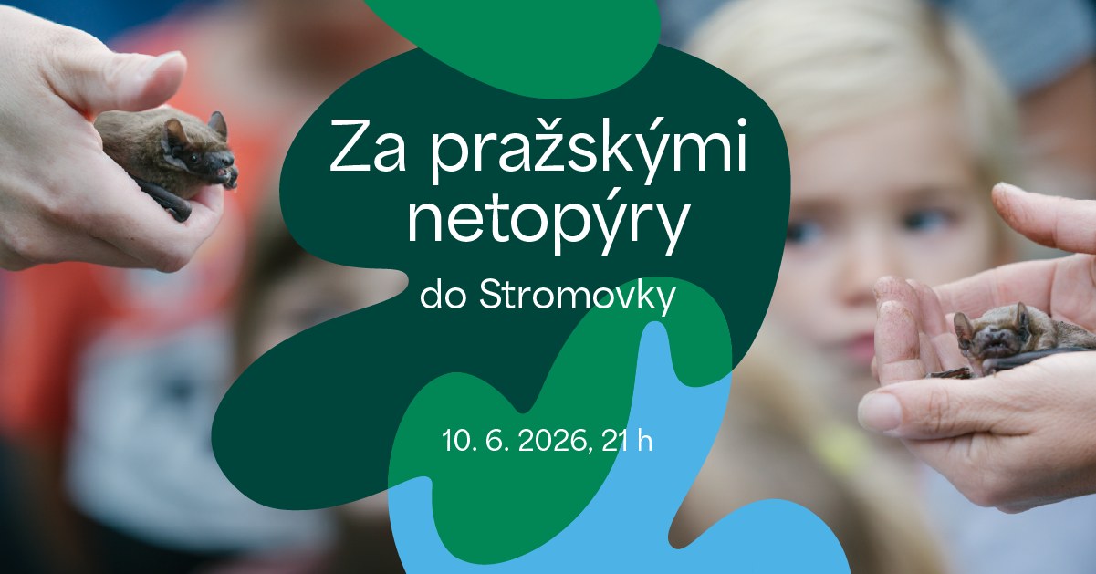 *OBSAZENO* Za pražskými netopýry 2026 | Stromovka