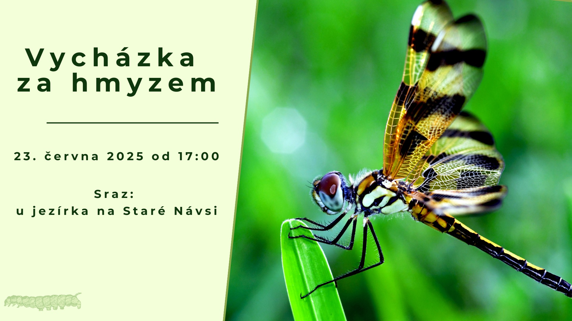 Vycházka za hmyzem (se Spolkem Darwin)