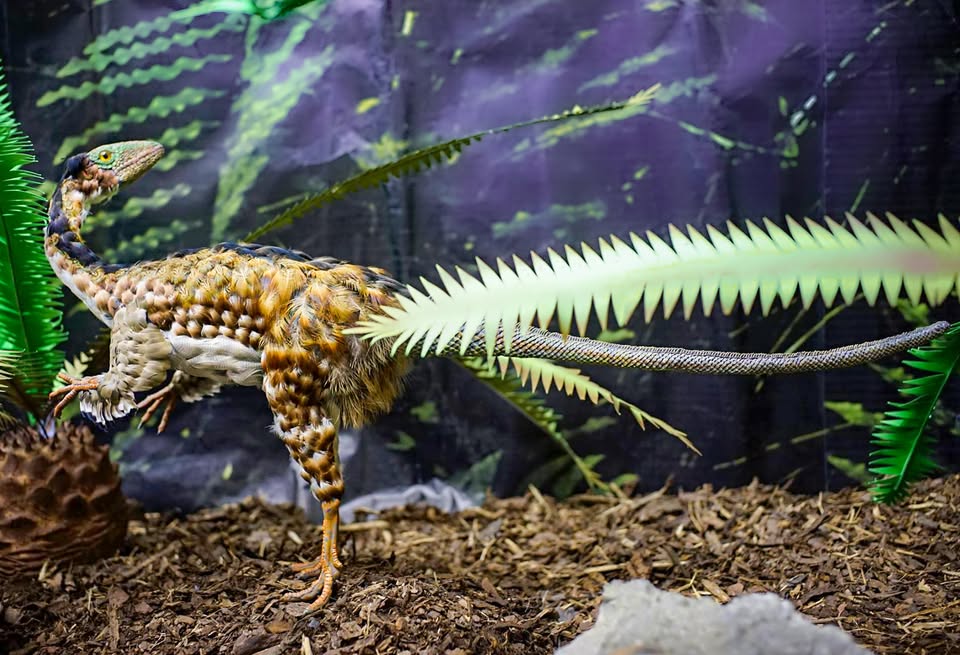 Dinosauří horečka v Triloparku!