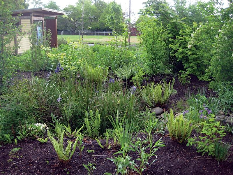Rain Gardens 101