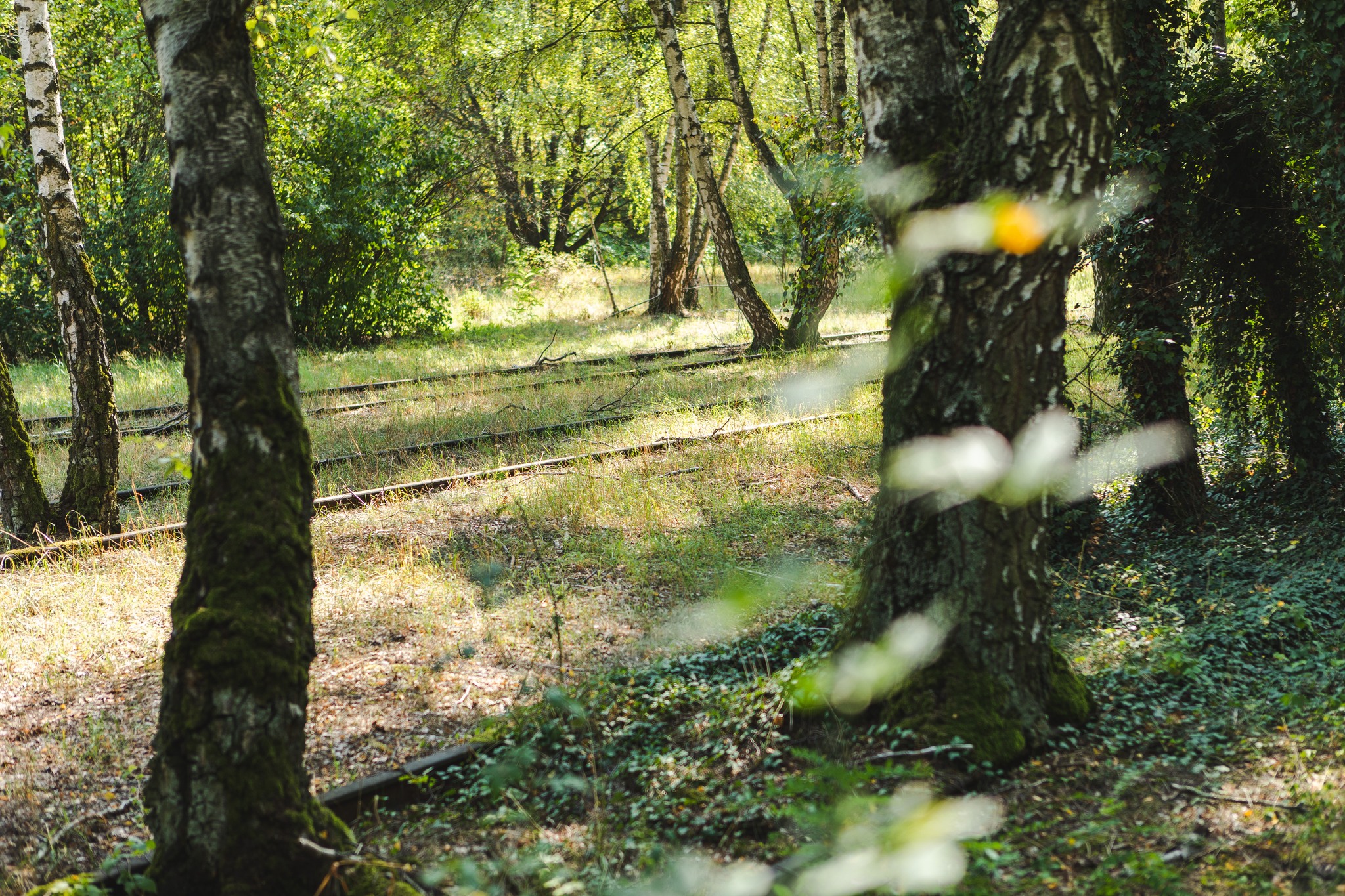 Führung "Bahnbrechende Natur"