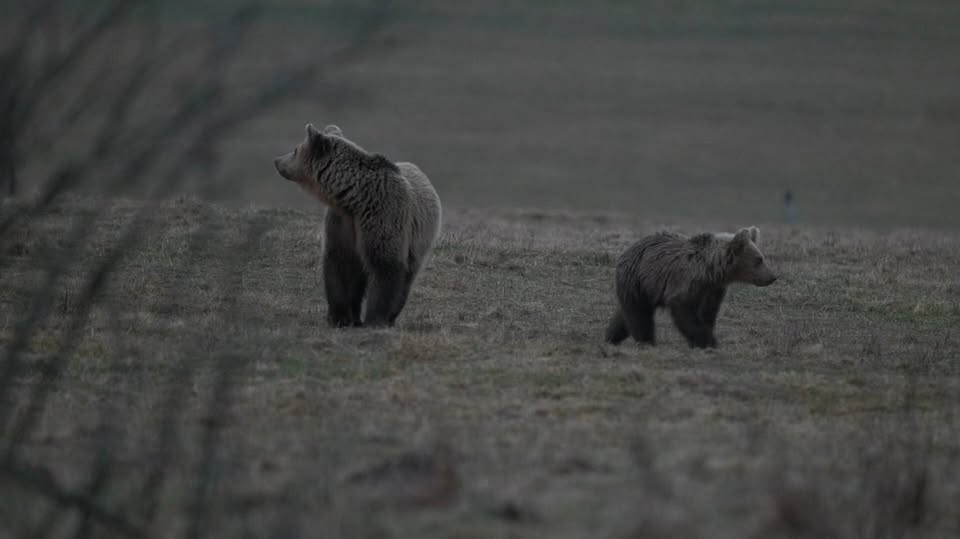Kino na Stanici: Hlas lesa + diskusia s režisérkou Zuzanou Piussi a ochranárom Marekom Kuchtom